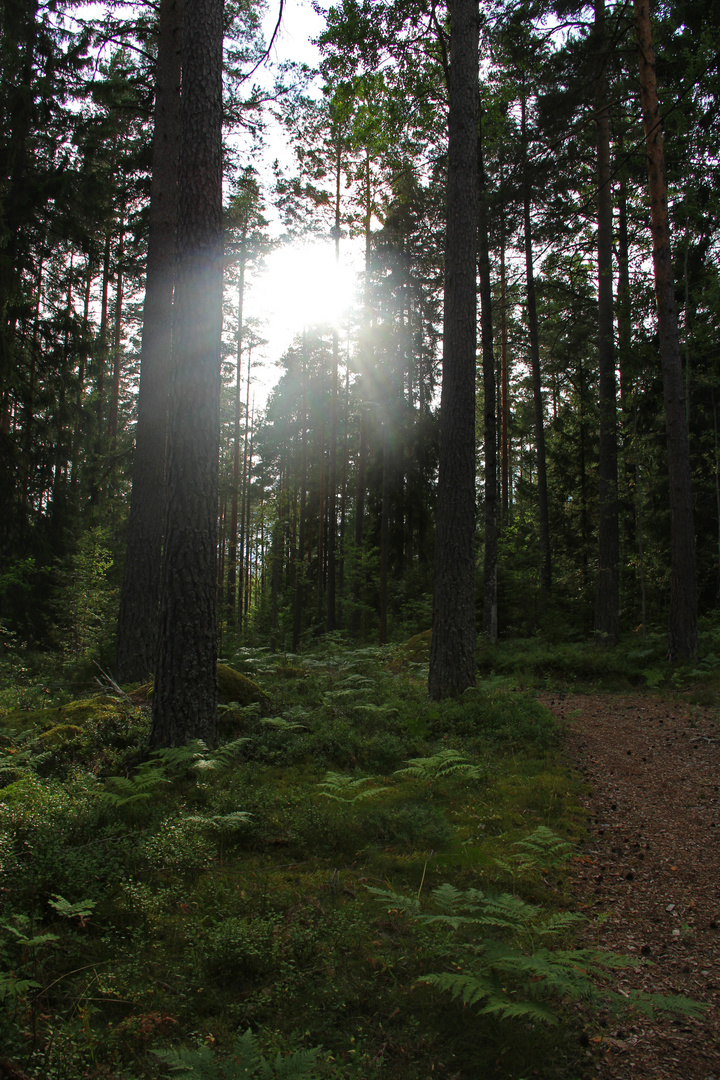 Märchenwald in Schweden