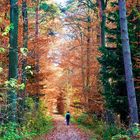 Märchenwald oder zarte Farben