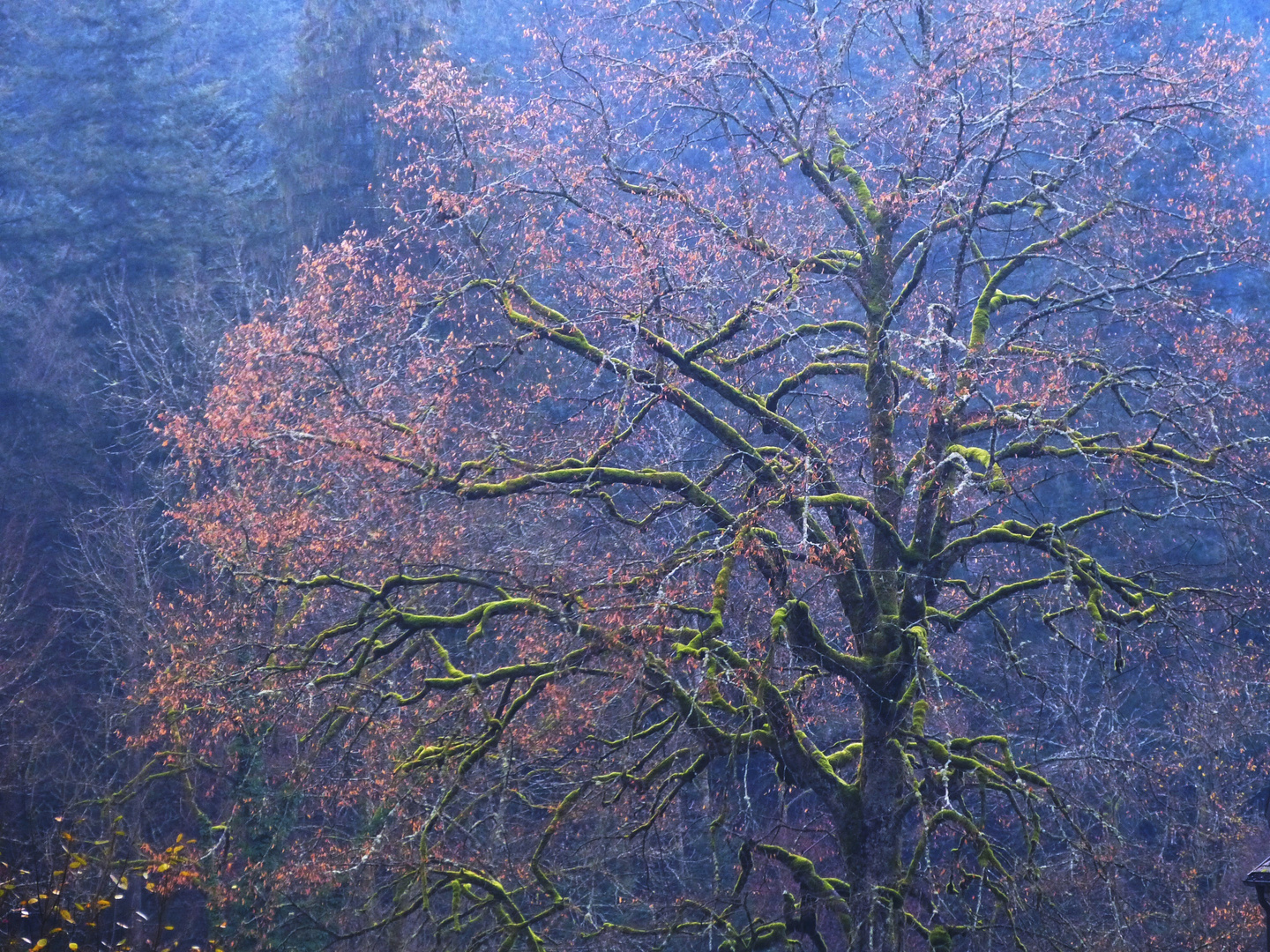 Märchenwald Sulzbachtal