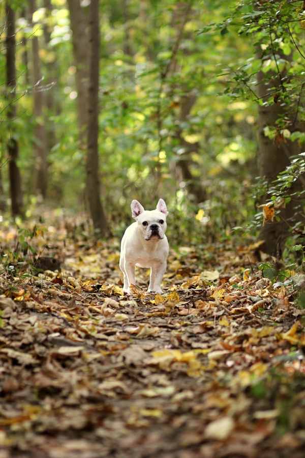 Märchenwald und Traumhund :o)