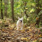 Märchenwald und Traumhund :o)