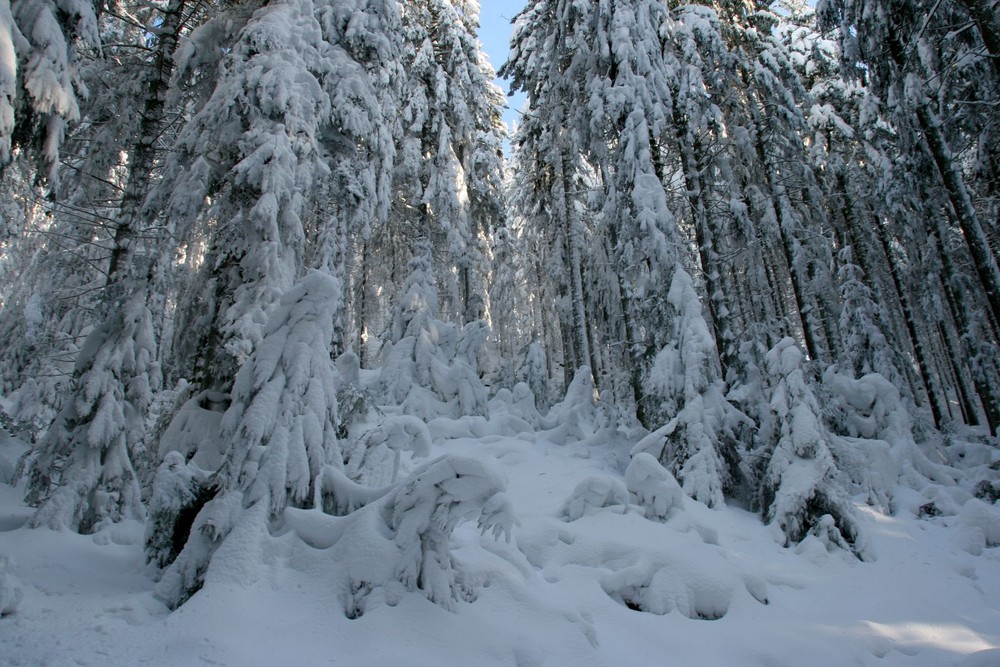 Märchenwald.....eine winterliche Inszenierung