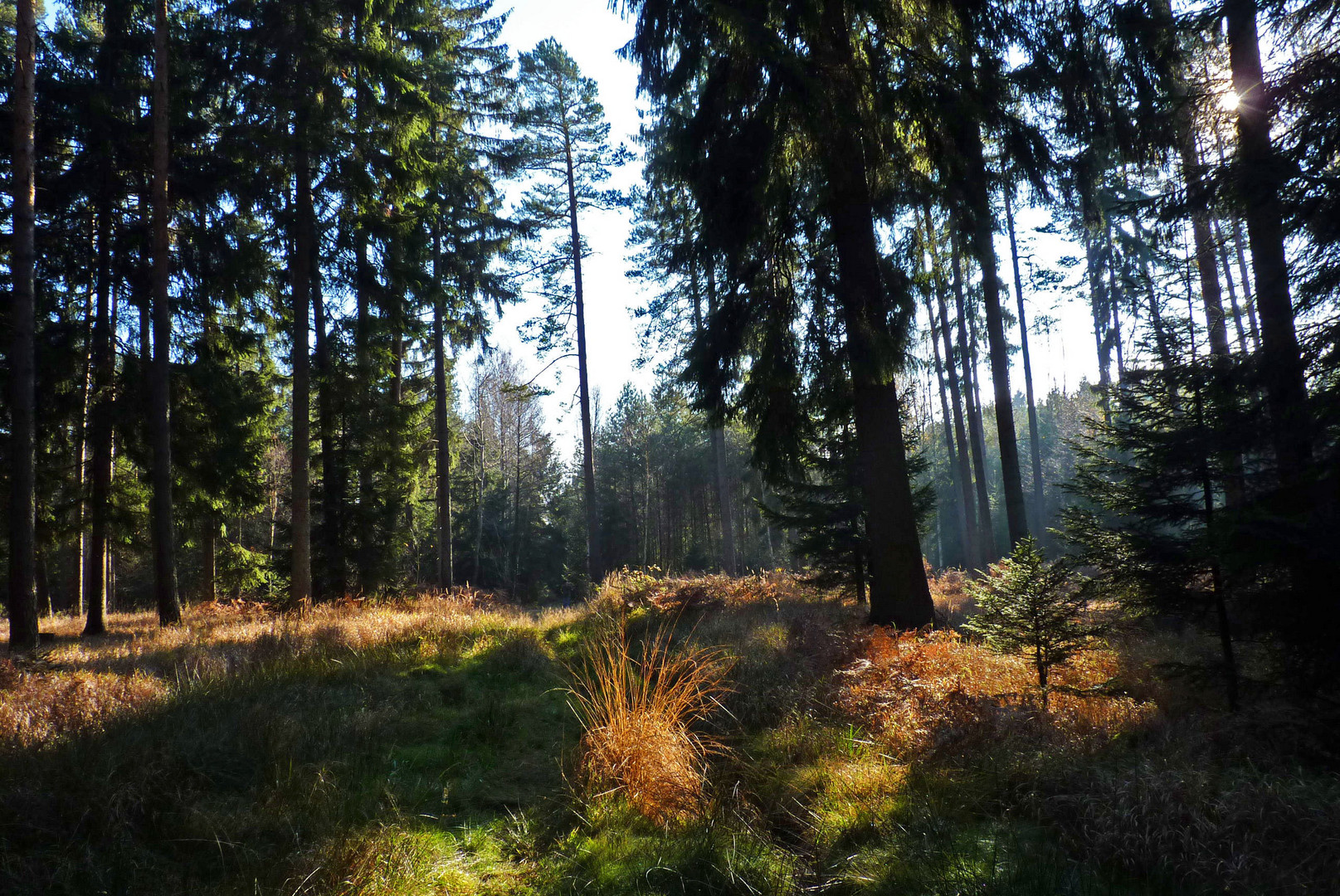 Märchenwaldstimmung