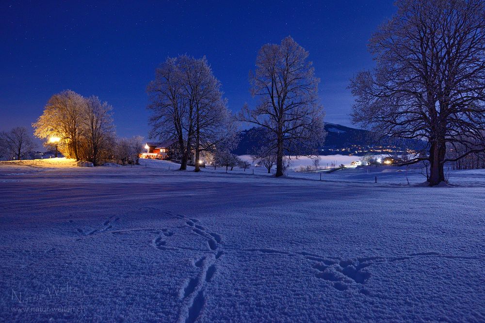 Märchenwelt im Mondlicht