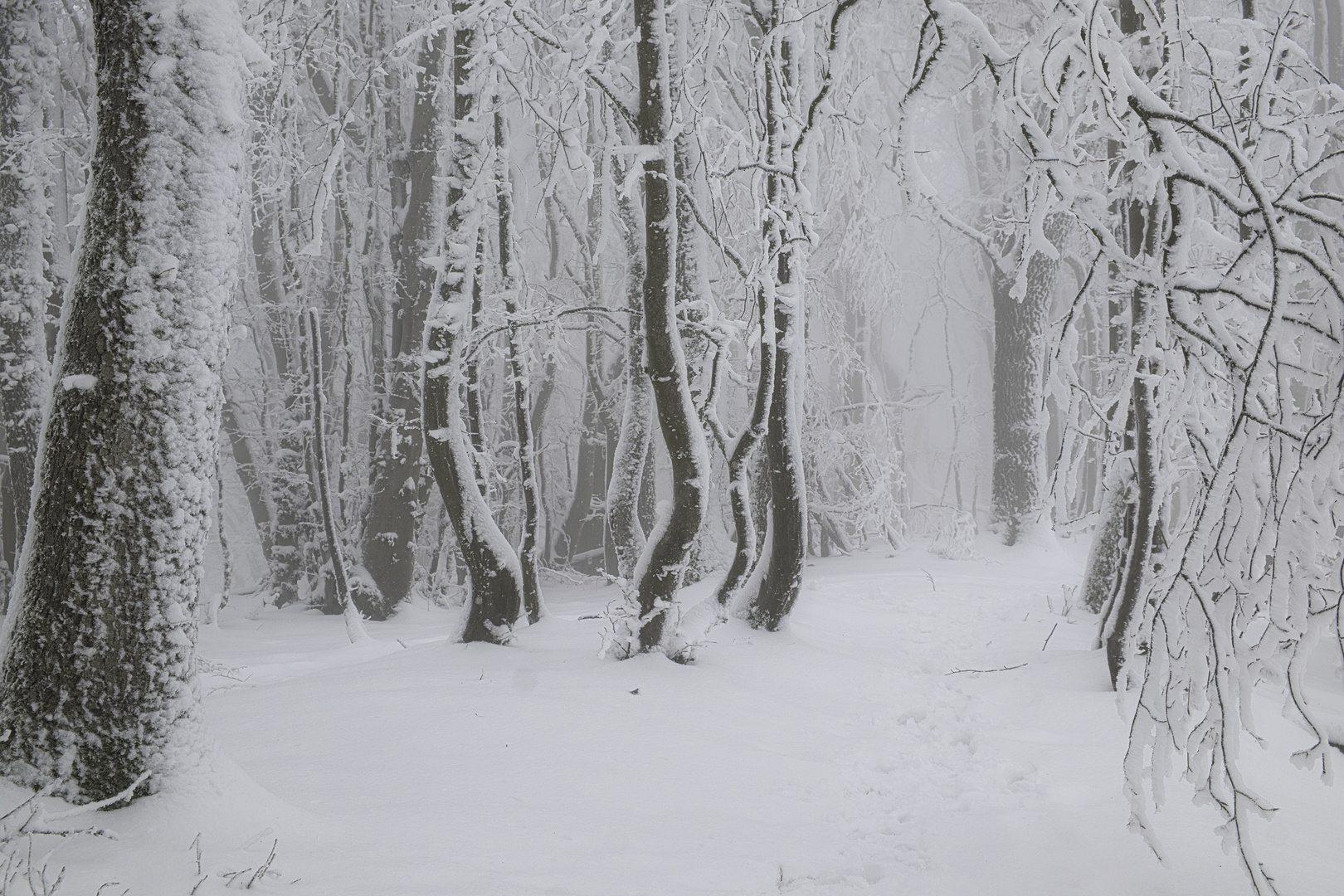 Märchenwinterwald auf dem Gänsehals