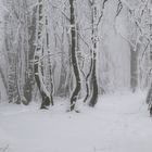 Märchenwinterwald auf dem Gänsehals