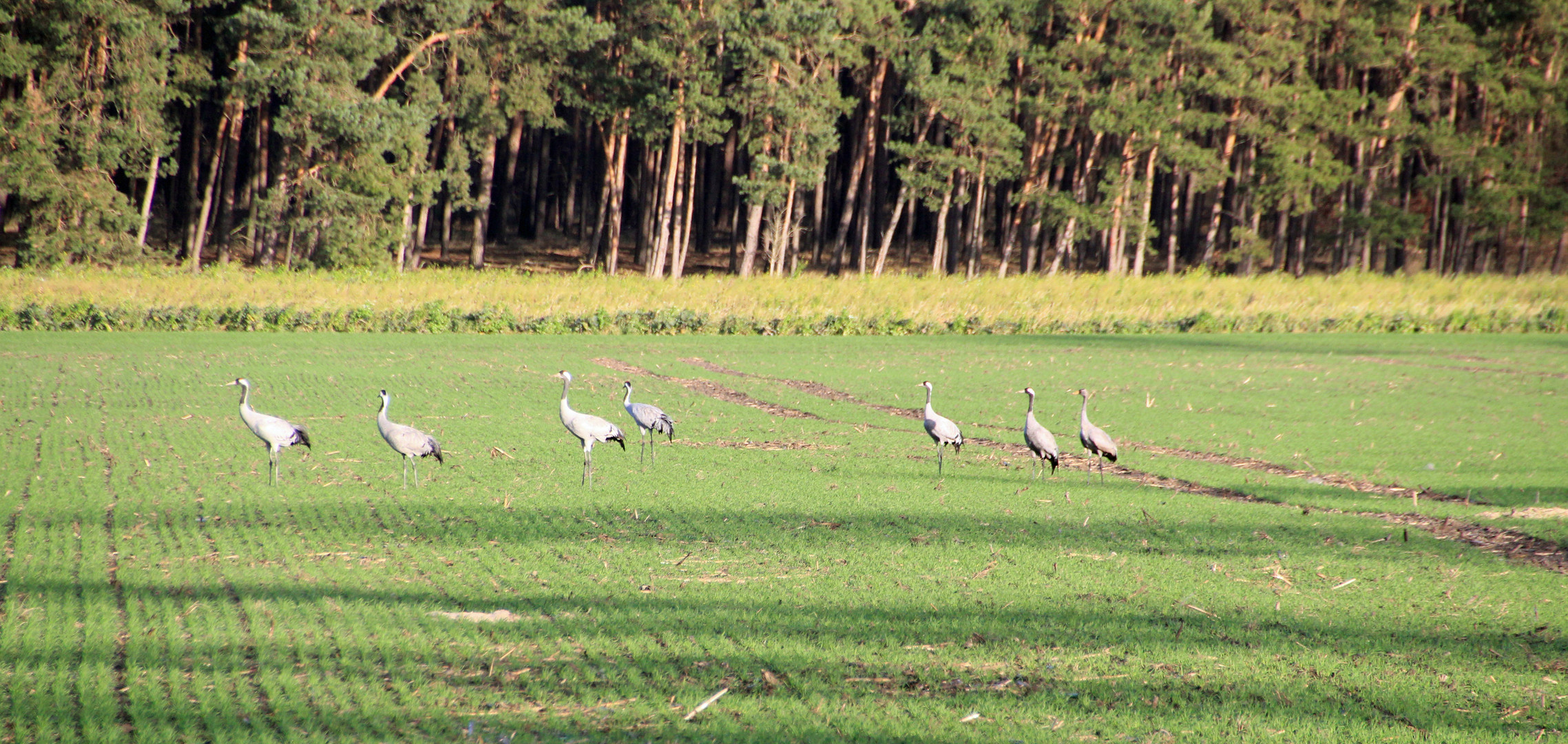 Märkische Landschaft mit Kranichen