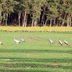 Märkische Landschaft mit Kranichen