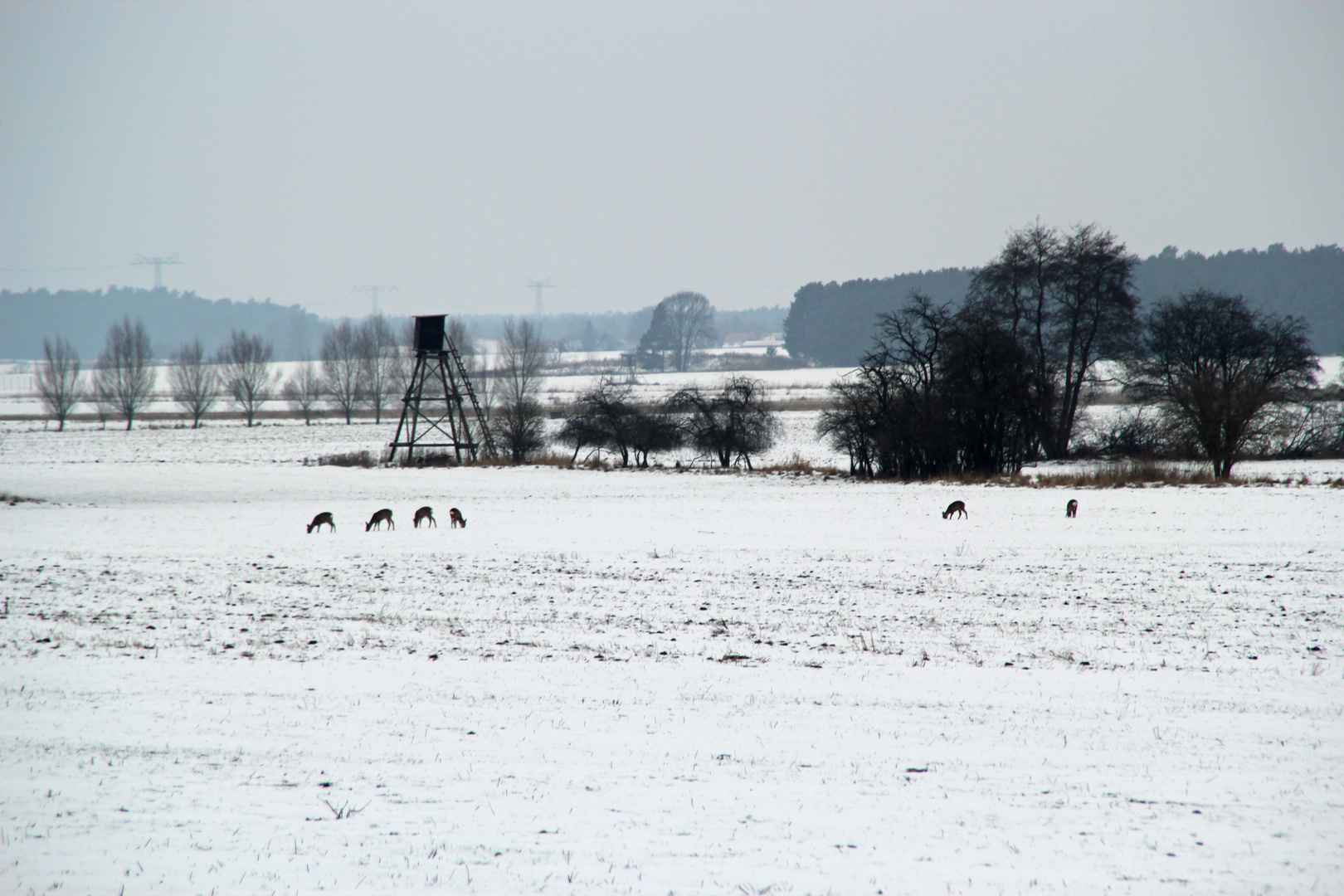 Märkische Winterlandschaft bei Zossen / Brandenburg