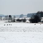 Märkische Winterlandschaft bei Zossen / Brandenburg