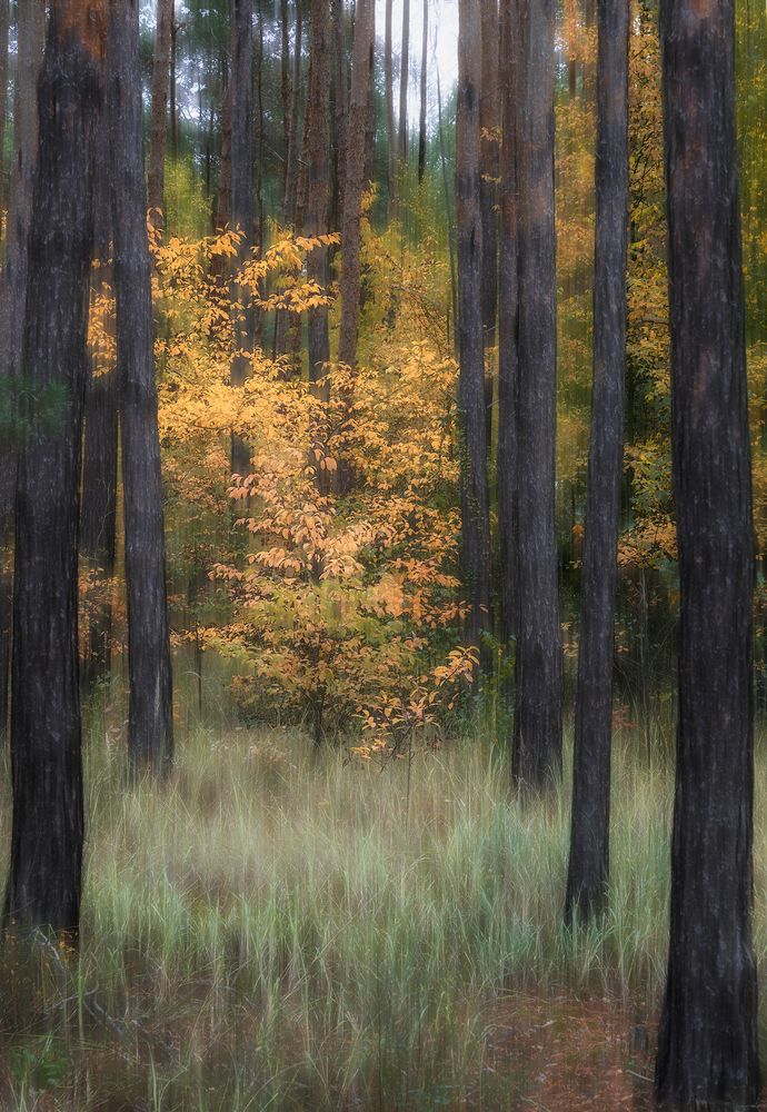 märkischer Wald