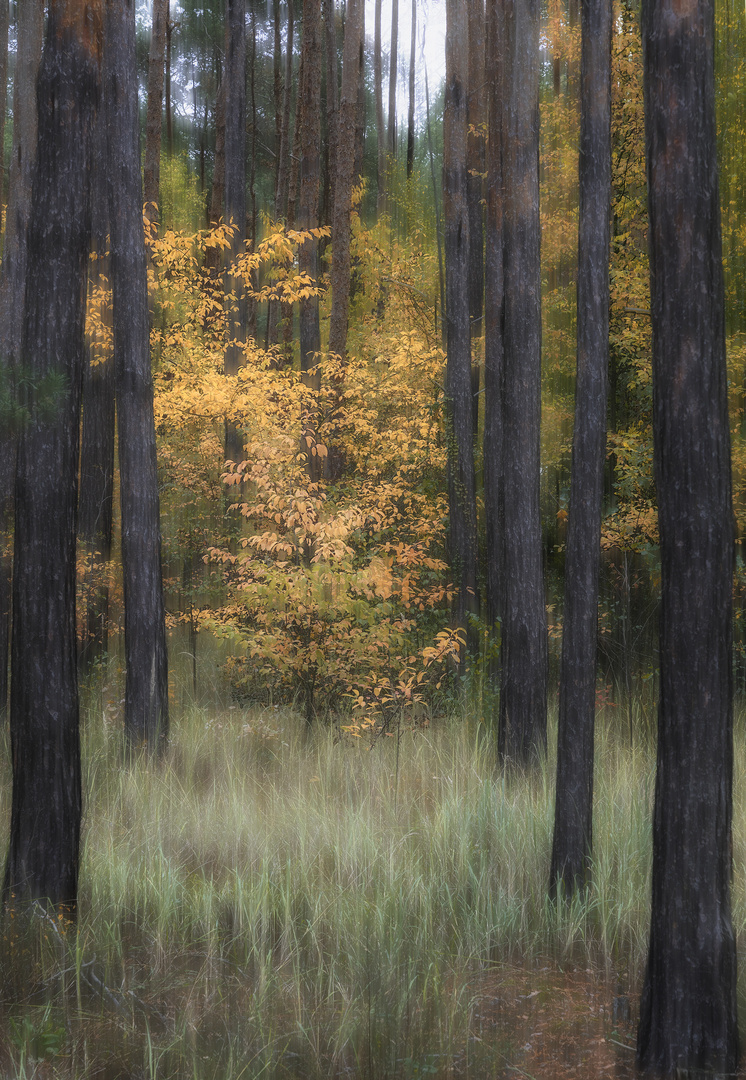 märkischer Wald