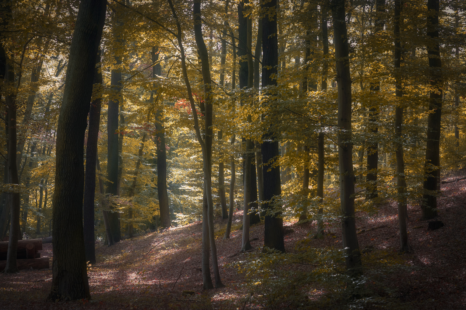 märkischer Wald ...