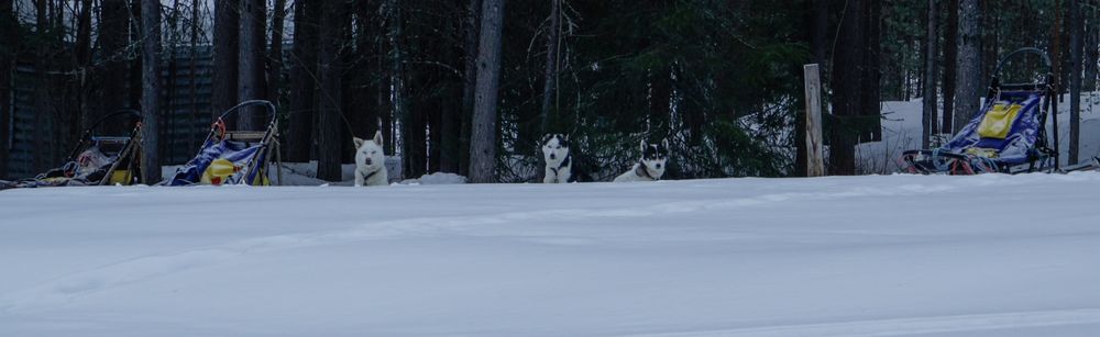 märz 2014 huskytour: am morgen, die hunde sind schon ganz ungeduldig