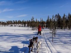 märz 2014 huskytour: hundecamp äkeskero