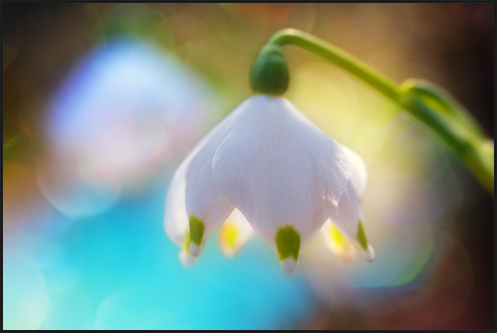 märz Foto & Bild | jahreszeiten, frühling, makros Bilder auf fotocommunity