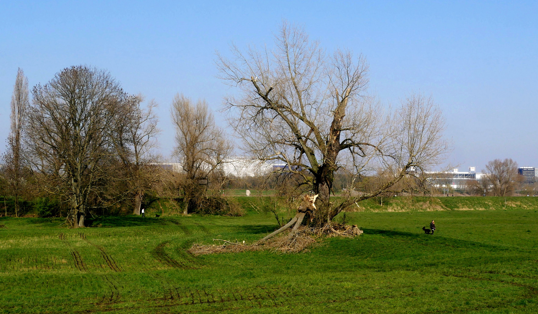 März am Rhein