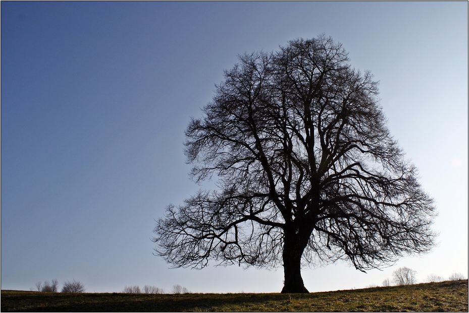 März Baum