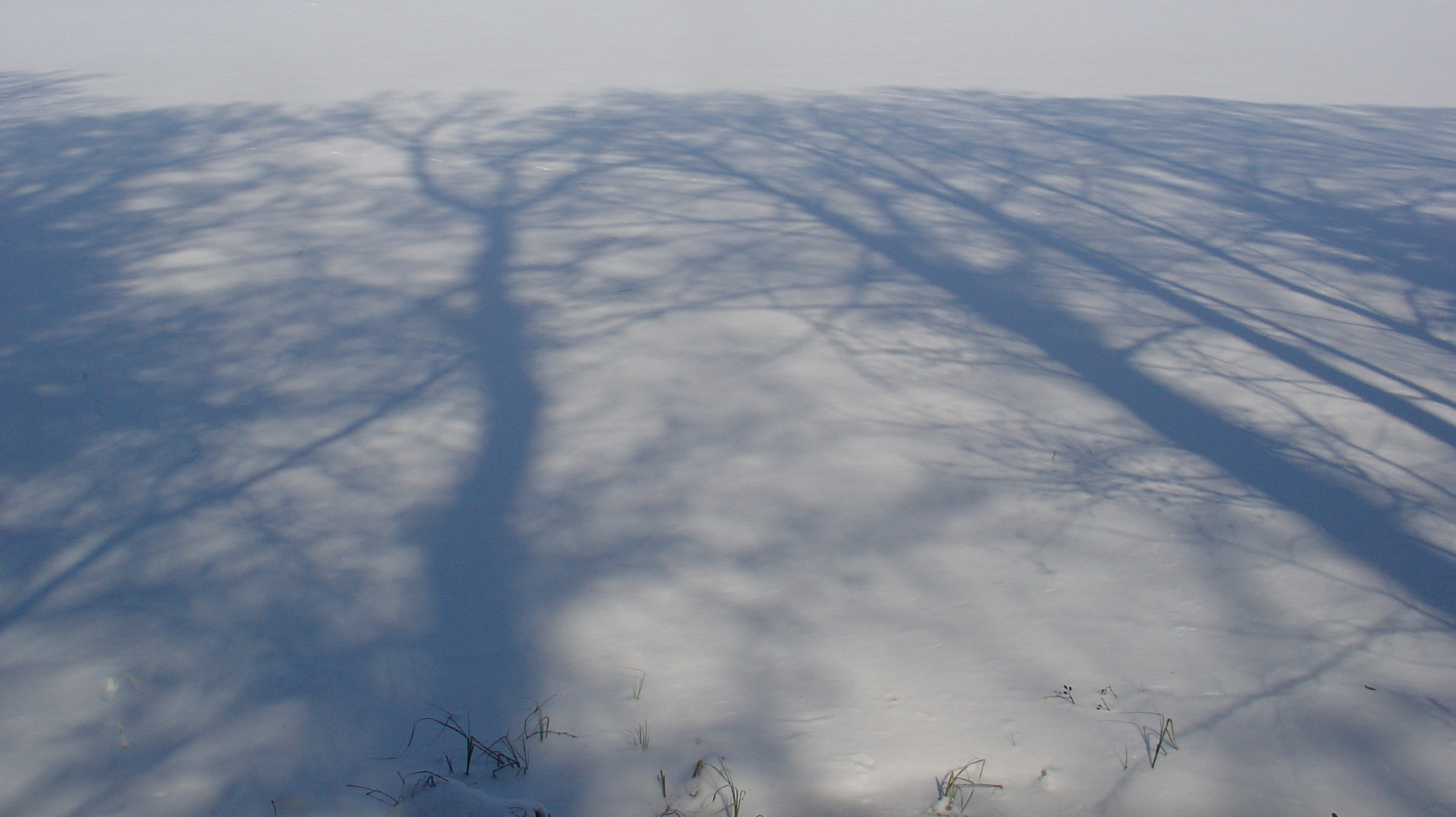 März - Baumschatten am See