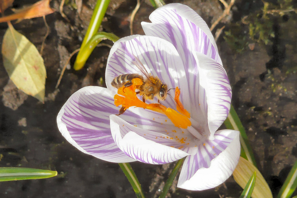 März-Frühling mit Sonne