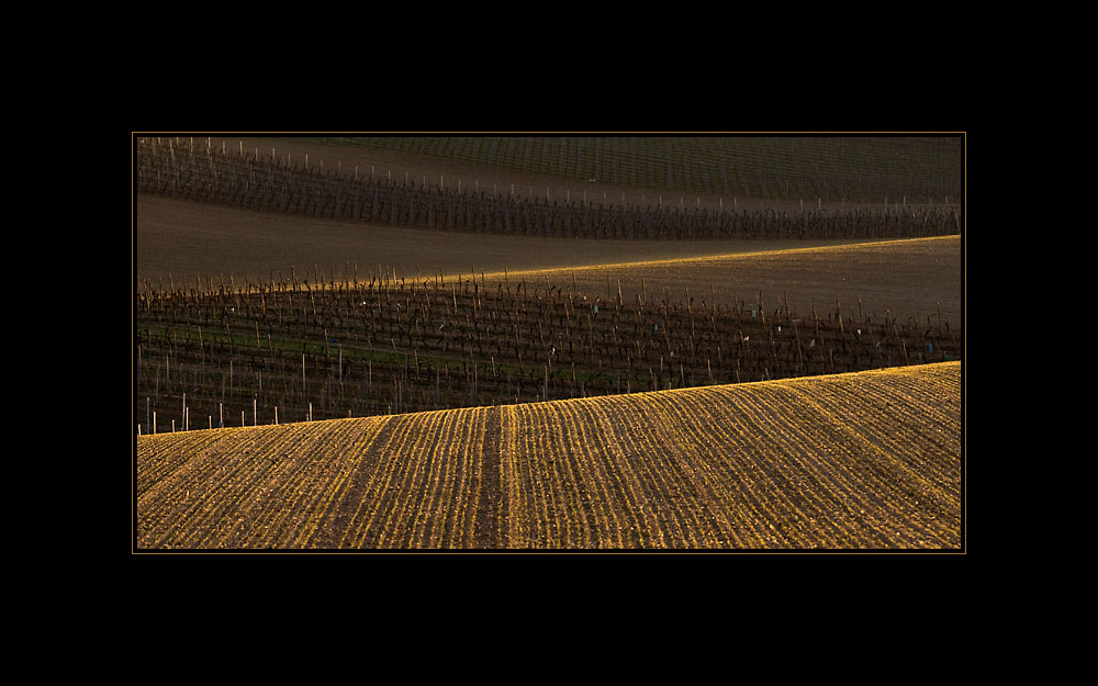 März im Weinberg