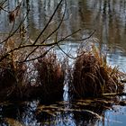 März Impressionen in der Natur