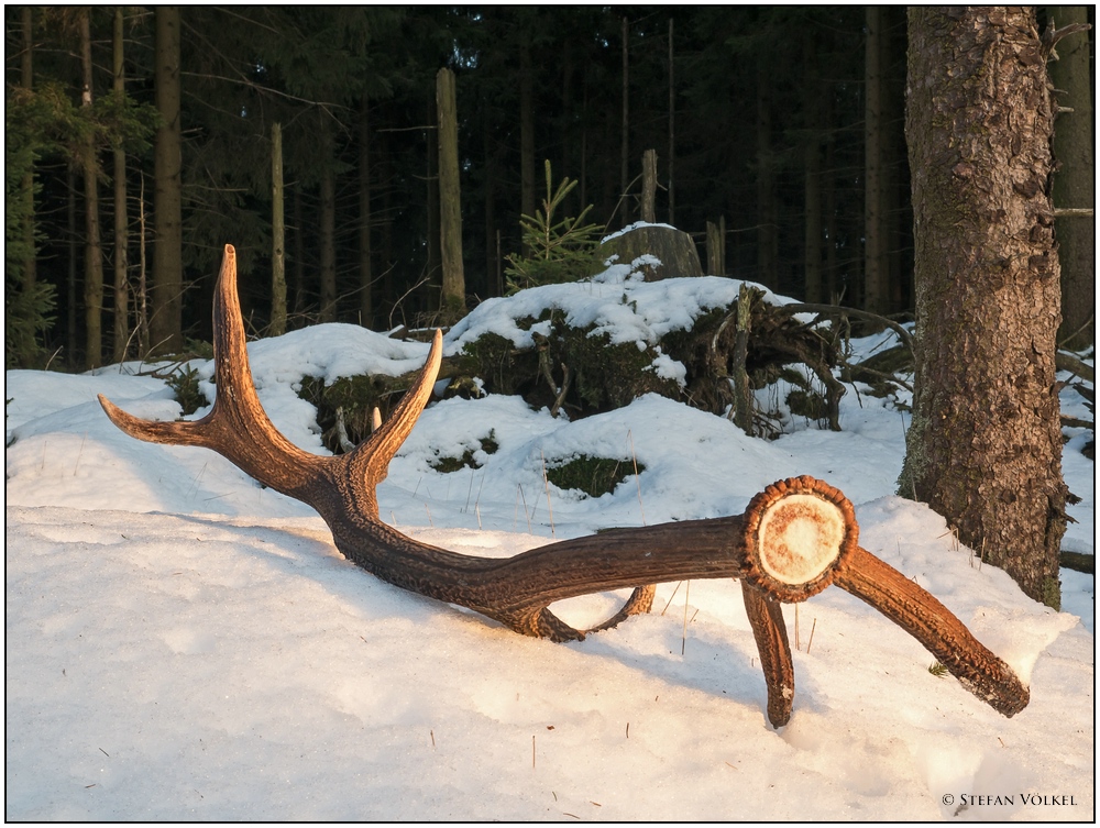 März in Wittgensteins Wäldern