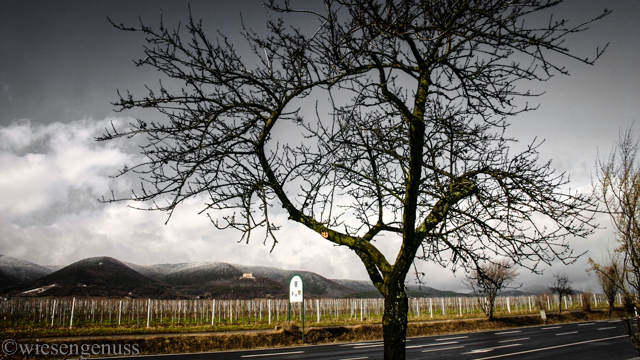 März, Landschaft bei Edenkoben, Pfalz