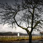 März, Landschaft bei Edenkoben, Pfalz