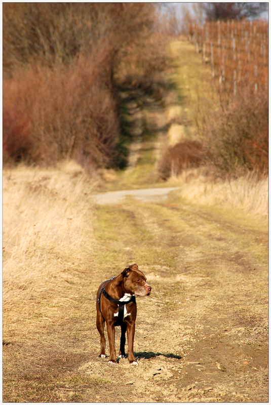 März--Spaziergang mit Kira