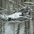 März Winter am Fließ II