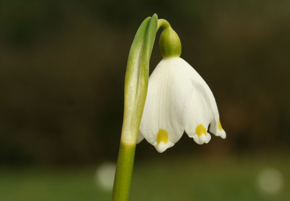 märzbecher