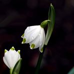 Märzbecher im Februar (b)