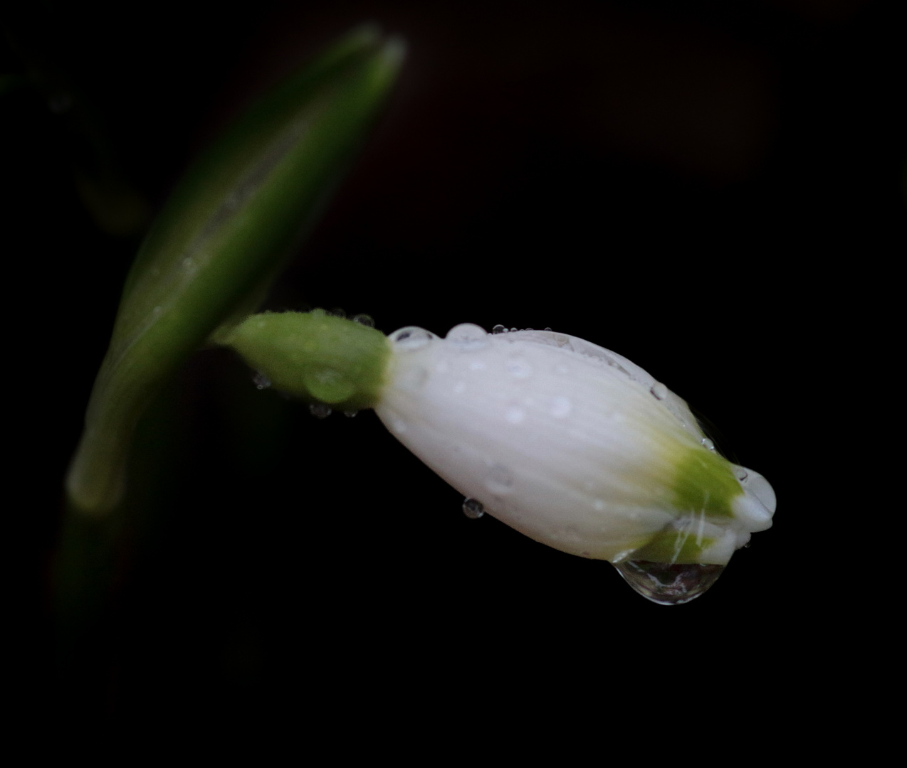 Märzbecher im Regen 