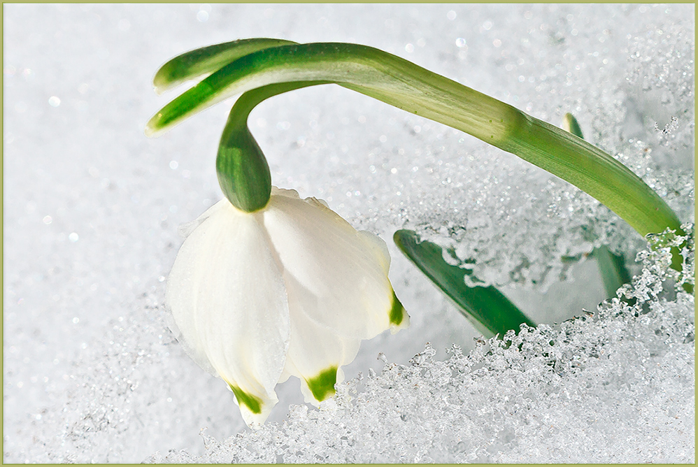 Märzbecher im Schnee