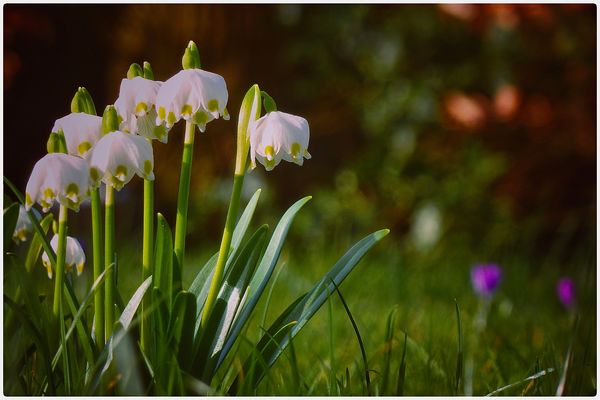 Märzbecher in der Nachmittagssonne