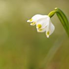 Märzbecher - Leucojum vernum - Spring Snowflake