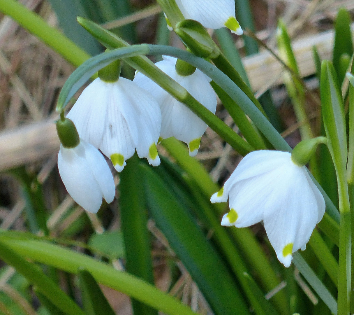 Märzbecher oder Frühlingsknotenblume