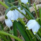 Märzbecher oder Frühlingsknotenblume