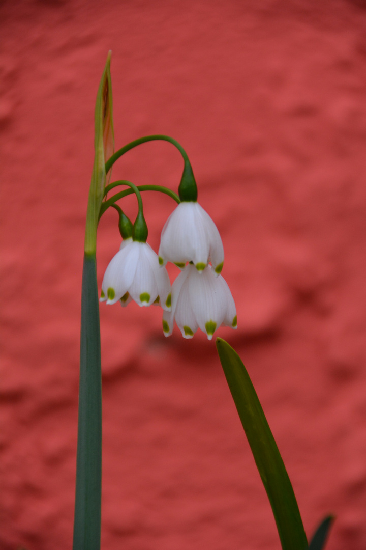 märzbecher oder knotenblume