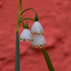 märzbecher oder knotenblume