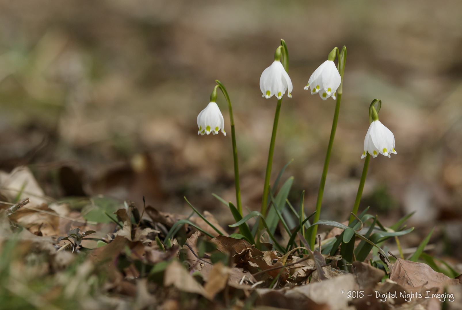 Märzbecher2