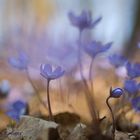 Märzblümchen (Hepatica nobilis)