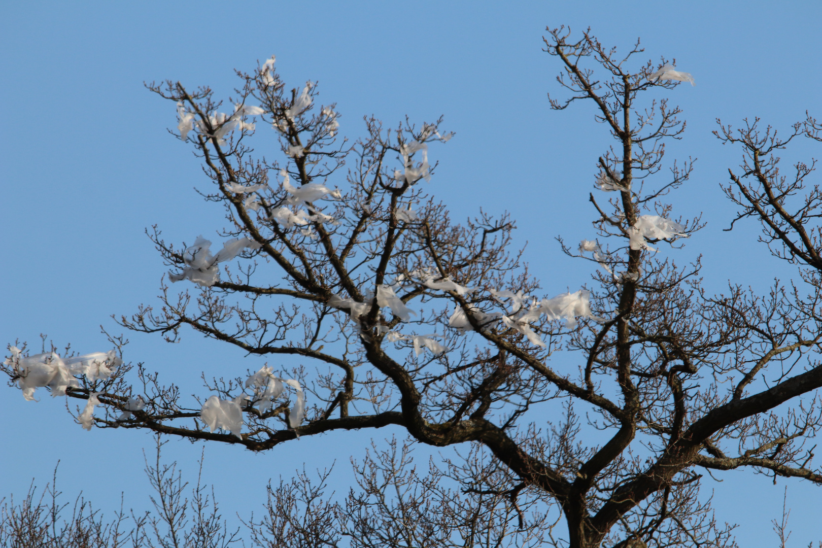 Märzblüte...........