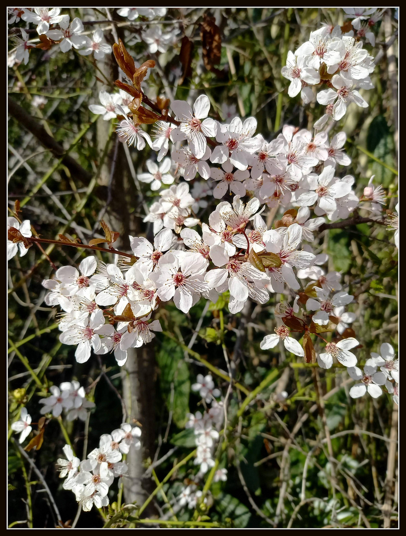 Märzblüten