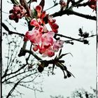 Märzblüten