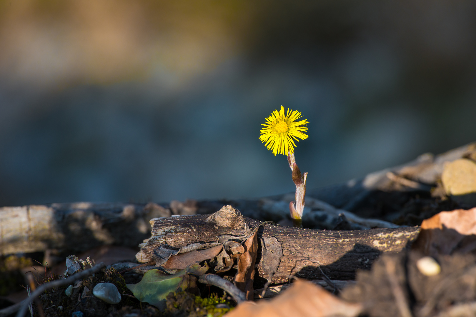 Märzblume an der Aare