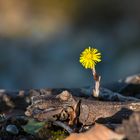 Märzblume an der Aare