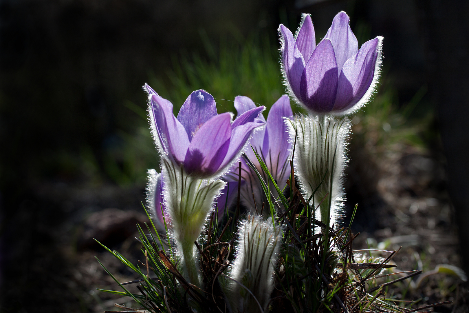 Märzblumen