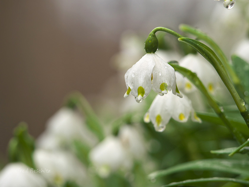 Märzenbecher 003 2017